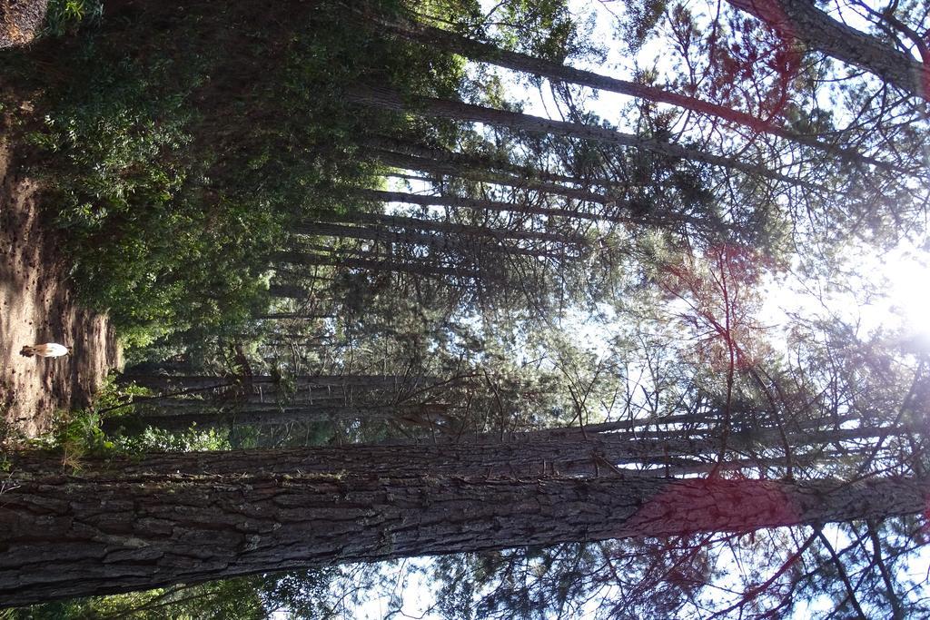 Refugio Melissa Διαμέρισμα Campos do Jordão Δωμάτιο φωτογραφία