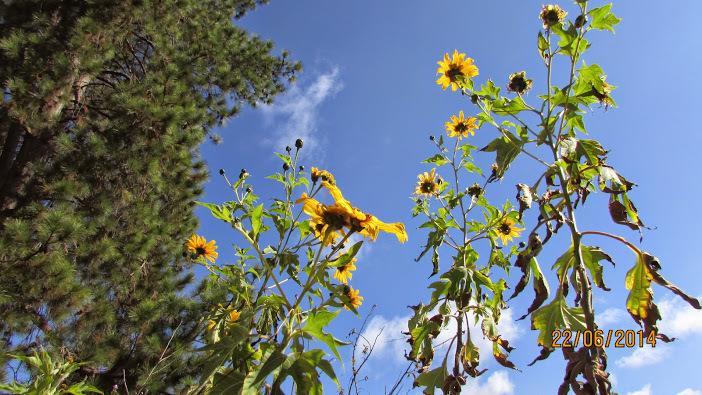 Refugio Melissa Διαμέρισμα Campos do Jordão Εξωτερικό φωτογραφία